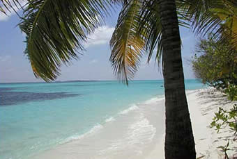 plonge maldives